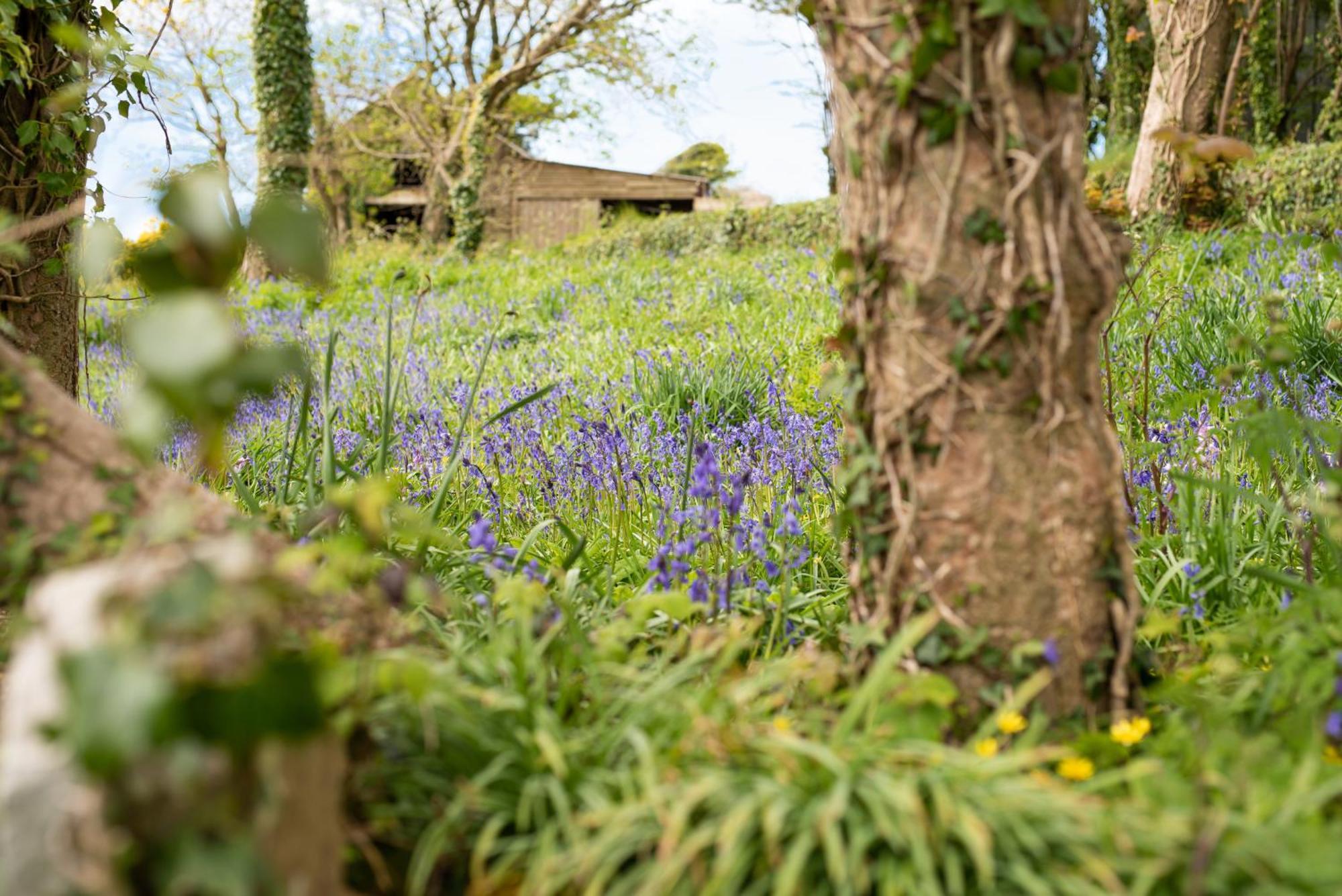 Timber Hill Self Catering Cedar Lodges Broad Haven Esterno foto